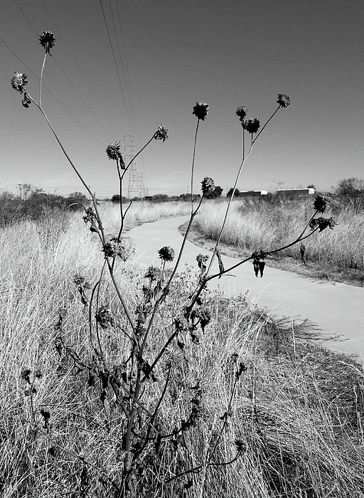 Barren - Photo Print