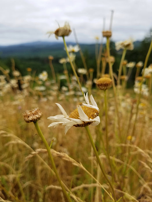 Fly Away - Photo Print