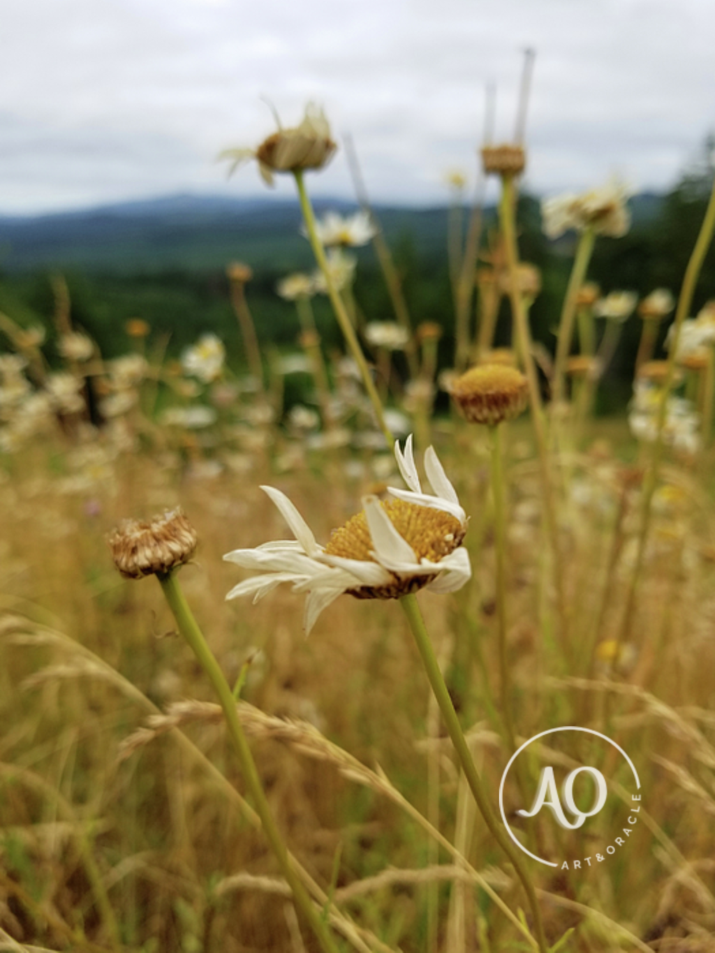 Fly Away - Photo Print