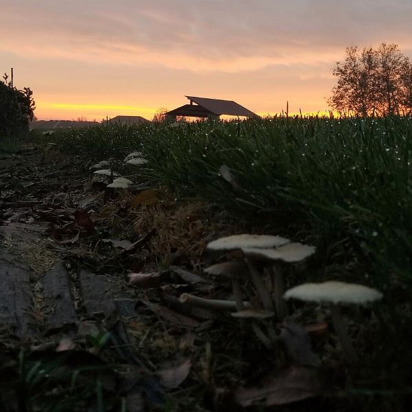 Mushroom Morning - Photo Print