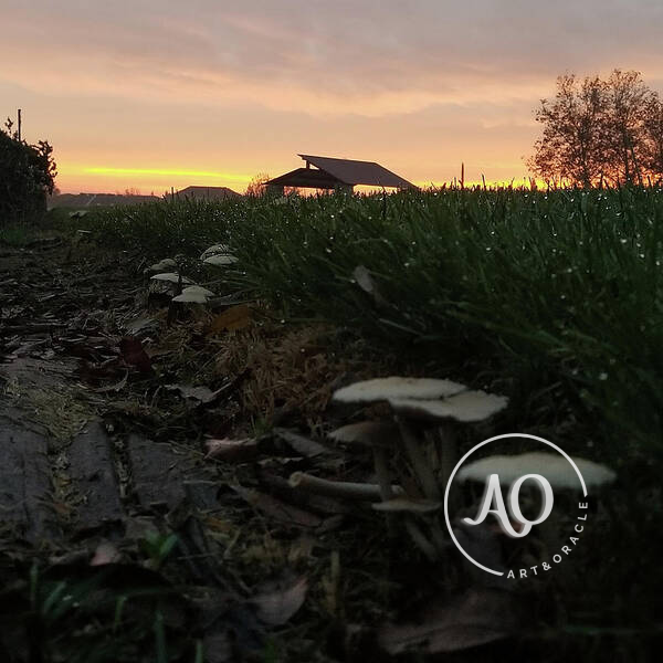 Mushroom Morning - Photo Print