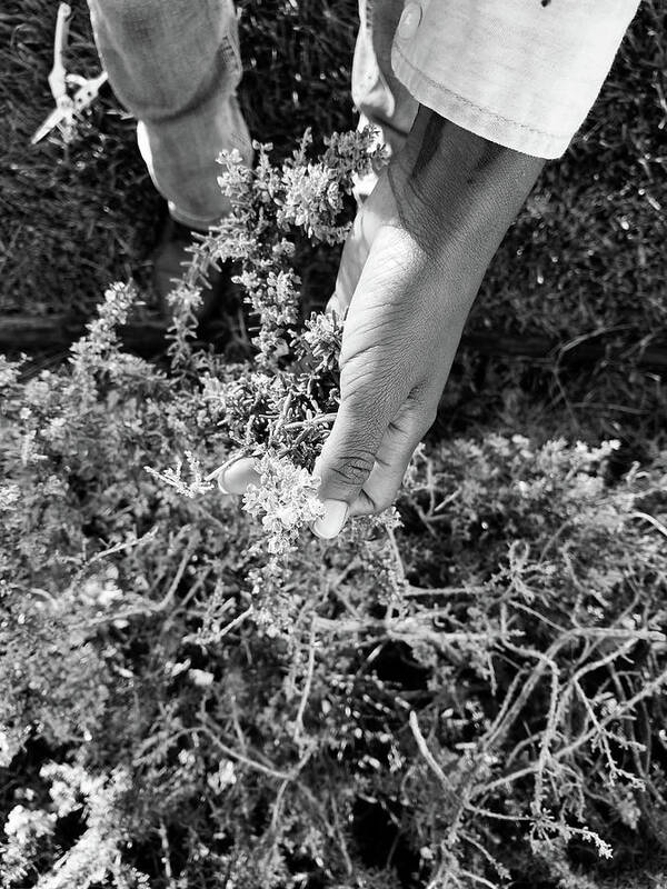 Tangle - Photo Print