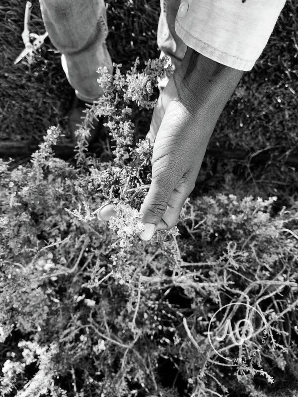 Tangle - Photo Print